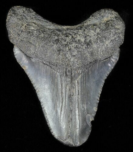 Bargain, Juvenile Megalodon Tooth - Georgia #61630